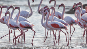 A flock of pink flamingos wading together in shallow water, their long legs and curved necks reflected on the surface.